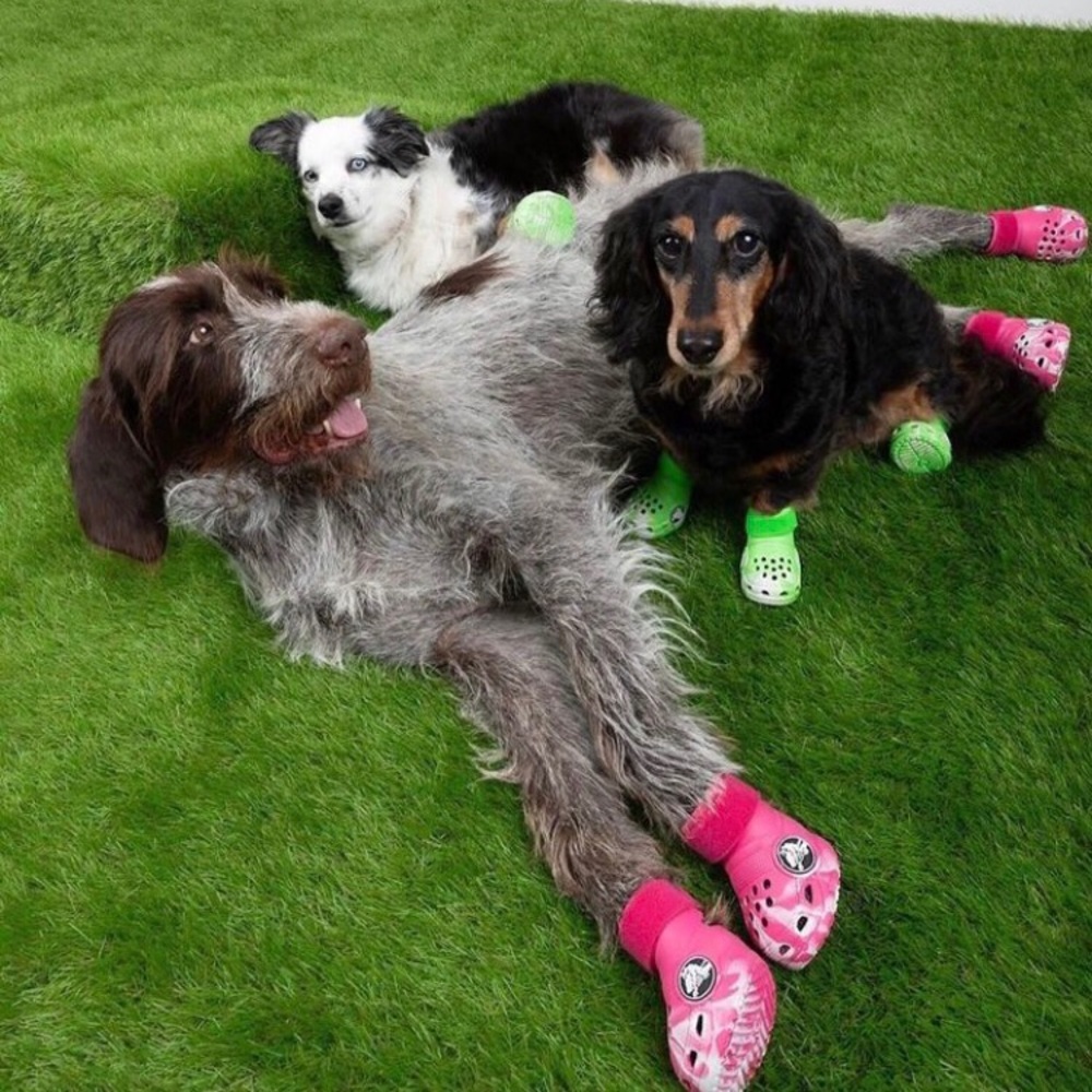 Dog Crocs shoes pets